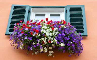 artestudio8 - fotolia.com Petunien Bepflanzung