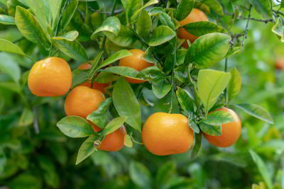 Citrus